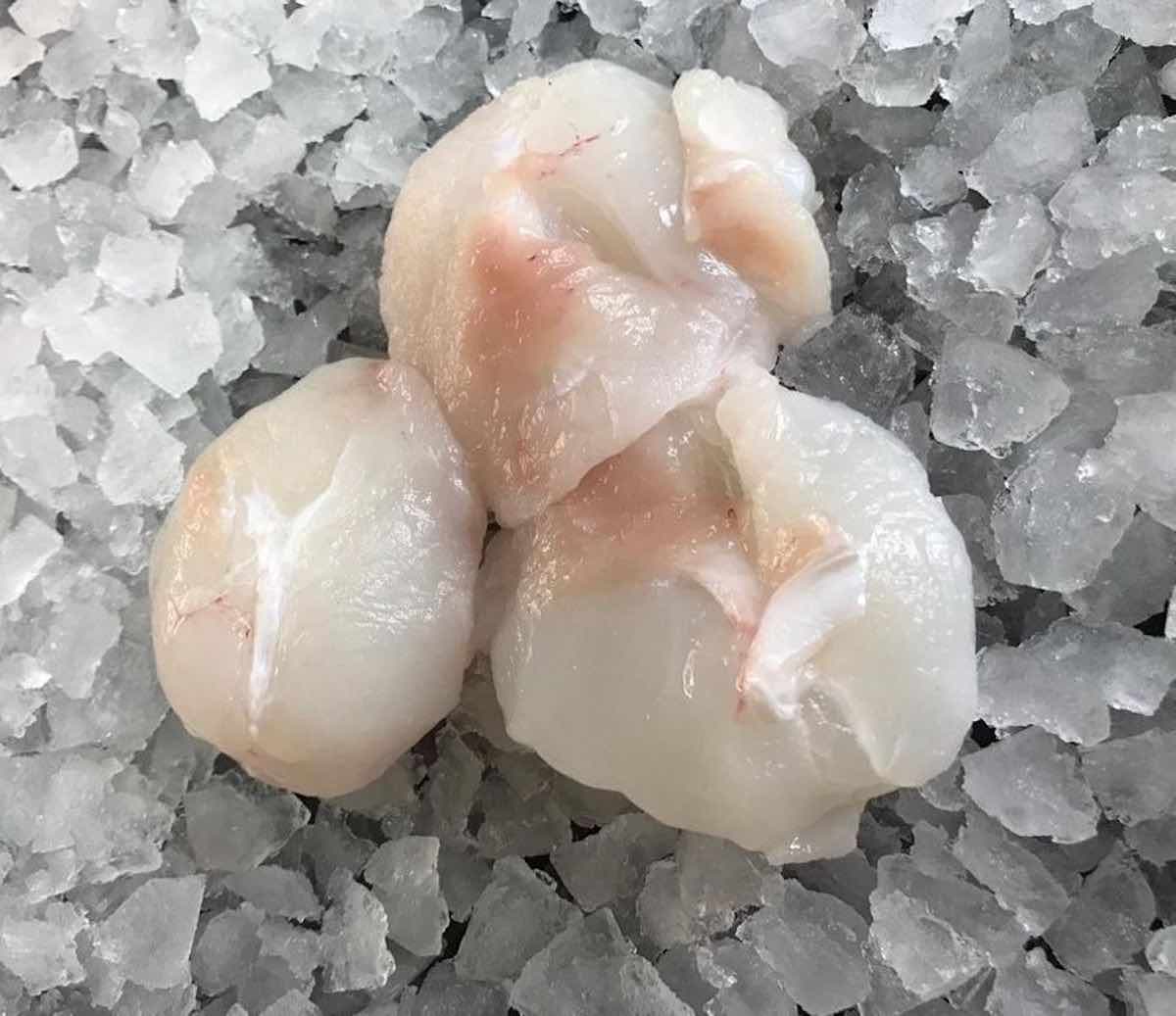Atlantic Cod Cheeks